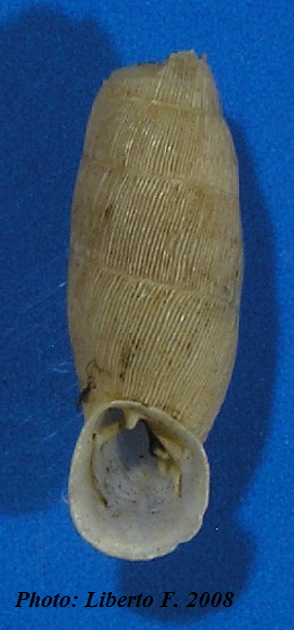 Muticaria macrostoma (Cantraine, 1835)